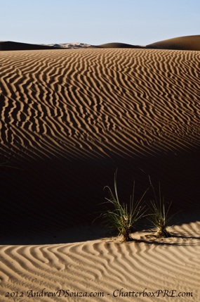 Hypnotic Dunes Dubai Photography UAE